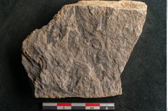Foto (Detailansicht) von Voltzia heterophylla Brongniart (NHMW-GEO-2024-0188-11134)